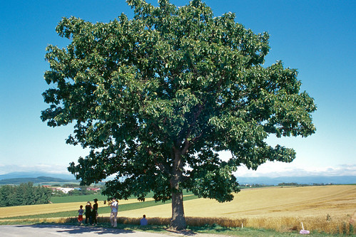 tree film japan nikon hokkaido kodak 北海道 f80 biei e100vs 美瑛 拼布之路 セブンスターの木 パッチワークの路 patchwork之路 sevenstar之木