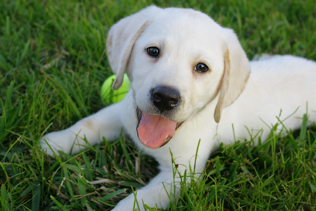 yellow lab puppies for sale