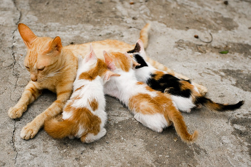 Mother Cat Nursing Her Kittens