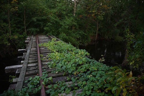 railroad trestle bridge trees green water ties rust timber michigan south tracks lansing ivy rail extension riverwalk rivertrail sycamorecreek canoneos5d canon24105f4lisusm