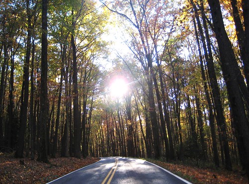 statepark road trees sun nature sunshine forest outdoors woods wv westvirginia coopersrock
