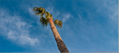 amman jordan palmtree 2010 abdoun