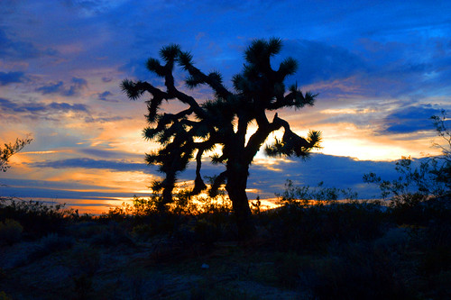 california sunset desert dusk joshuatree mojavedesert mojavecalifornia