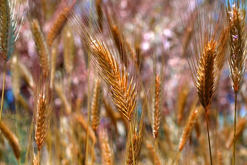 italy nature gold weed italia wheat country natura salento puglia oro grano doré apulia spiga naturesfinest dorure abigfave graminacea malerba épideblé orfin damniwishidtakenthat
