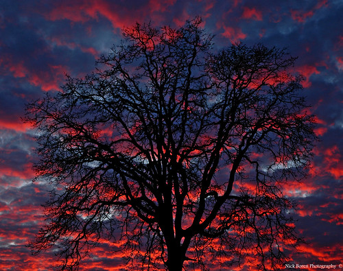 sunset sky lake tree oregon fire oak pacific northwest great silouette oswego imagery the in supershot ultimateshot
