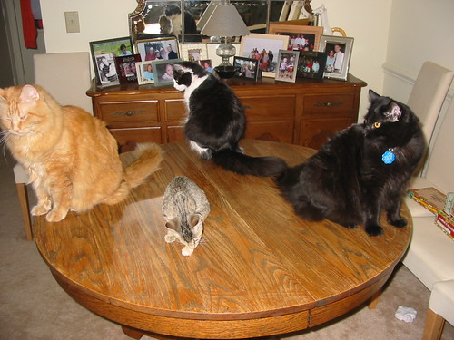 First McKitten-Cat Family Photo