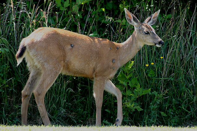 Deer With Tumors a photo on Flickriver