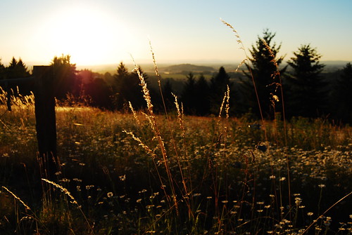 light sunset summer beautiful grass oregon weeds silverton hayfield