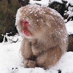 Japan - Snowmonkey  jigokudani