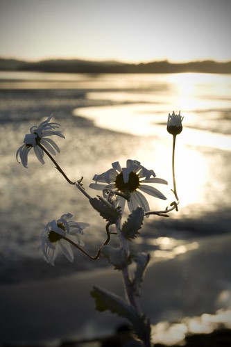 ireland flower sunrise dawn mayo surrender murrisk