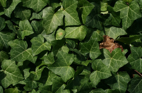 summer brown plant detail green texture nature leaves horizontal closeup garden countryside daylight leaf hungary pattern natural outdoor forestry background country ivy explore simplicity backdrop 60mm simple exploration fragment hungarian photosynthesis sonofsteppe pusztafia káptalanfüred