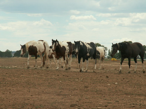 ranch horse usa holiday colorado paint 2006 rockymountains norwood americanpainthorse kajvin lazywjranch breeading