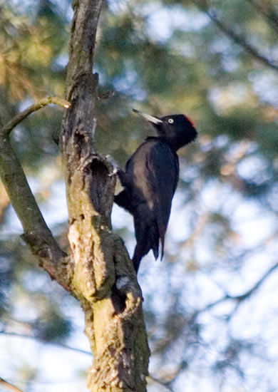 Photograph titled 'Black Woodpecker'