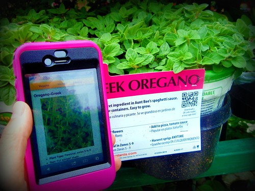 garden herbs may qrcode project365 greekoregano queensburyny 2011365 edtech3652011