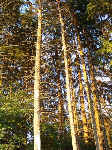 trees nature forest westvirginia silverlakewestvirginia