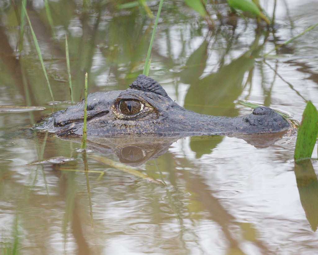Baba o Babo [Spectacled cayman] (Caiman crocodilus)