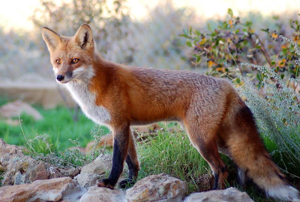 Romeo the Red Fox