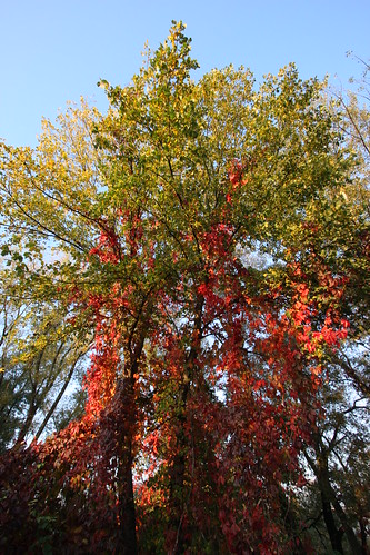 autumn tree fall geotagged leaf wide geo:lat=470353715028614 geo:lon=154460941837231