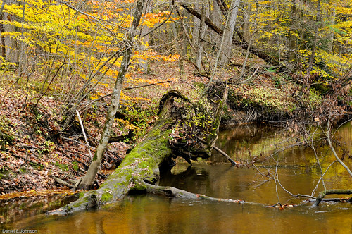 life autumn fall water stream decay cycles ecosystem johnsongraphics photoshoparama danielejohnson dsc1944 crossroadonecom afnikkornikon60mmf28