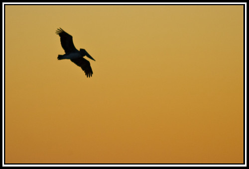 sunrise southcarolina pelican nikond70s charleston nikkor75300mm