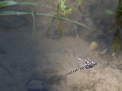 Dragonfly On the Wing