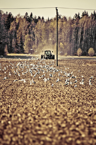seagulls tractor field birds flying spring gulls farming flock pole rows 7d agriculture plowing tamron18270