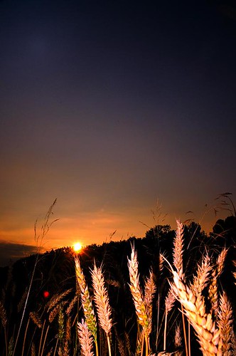 sunset netherlands zonsondergang nikon flash limburg sittard d300 18200mm korenveld windraak trampelman capturenx2