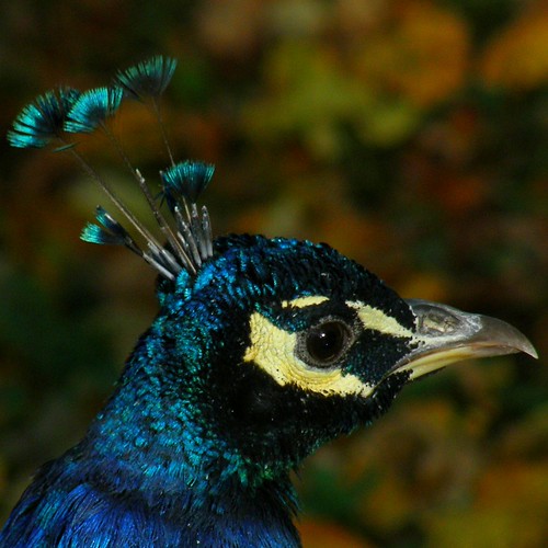bird birds bokeh head beak feathers peacock bec oiseau oiseaux tête plumes paon olibac olympussp560uz multimegashot