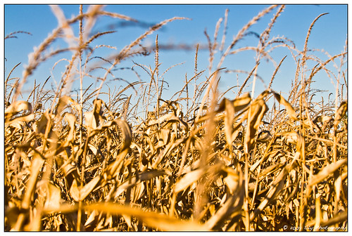 sky canada fall field yellow corn nikon quebec 2008 townships d300 cantonsdelest