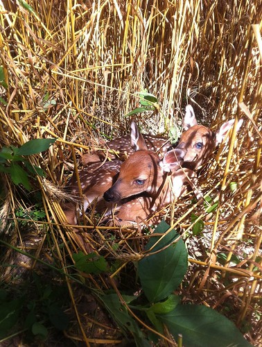 nc farm farming deer fawn newborn whea iphone4
