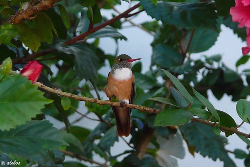 cute bird peru nature outdoors hummingbird panasonic colibrí colán picaflor tz2