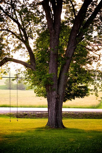 road trees tree green field grass landscape oak quiet farm swings lawn rope swing pastoral idyllic thefarm ★★★★