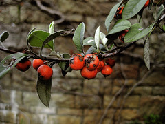 Abandoned Rhodes Zoo - Berries at the lions den