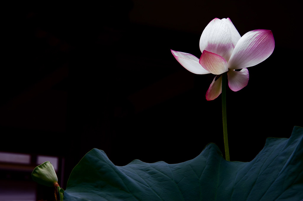 A Lotus Blooms At A Japanese Zen Temple