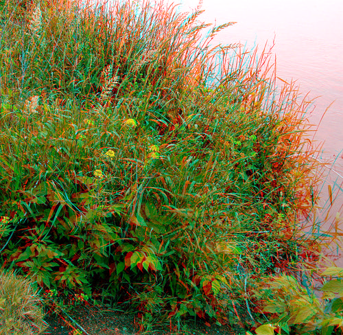 plant flower river stereoscopic stereophoto 3d spring weed rustic anaglyph anaglyphs redcyan 3dimages 3dphoto 3dphotos 3dpictures stereopicture