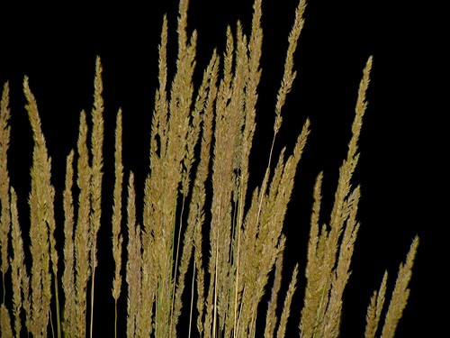 plant black grass night geotagged landscaping flash illuminated stems geotag tassels deltacodrivethru