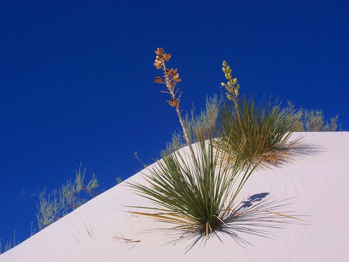 cactus plants newmexico landscape desert whitesands soaptreeyucca