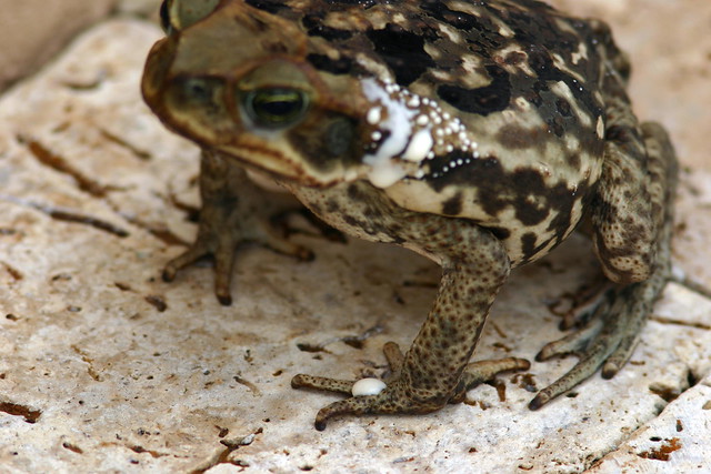 Cane Toad 5