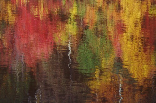 autumn lake water leaves landscape fallcolors