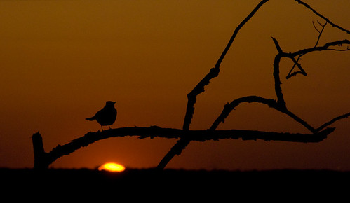 sunset bird robin