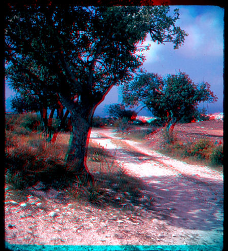 trees film 3d track path cyprus slide anaglyph scan dirt stereo dust fujichrome 3dglasses paphos wraystereographic