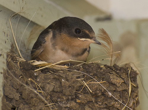 bird texas nest tx swallow barnswallow juvenile hirundorustica hirundo hirundorusticaerythrogaster