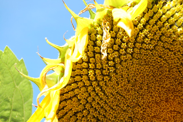 Sunflower mandala