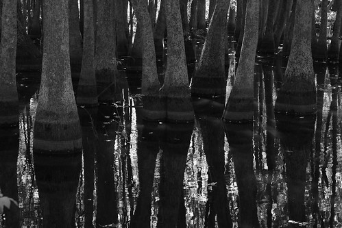 blackandwhite reflection water canon cypress arkansas dslr ef28135mmf3556isusm eos40d humnoke