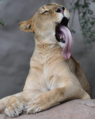 Lioness2