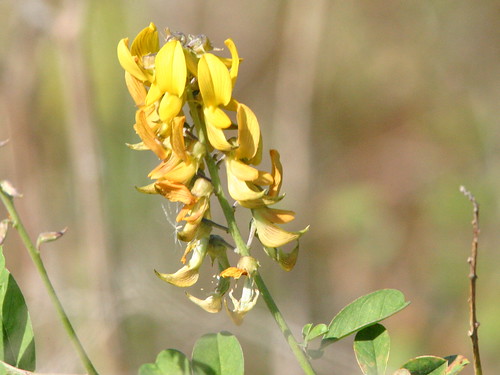 Yellow Wild Pea Flowers 20081215