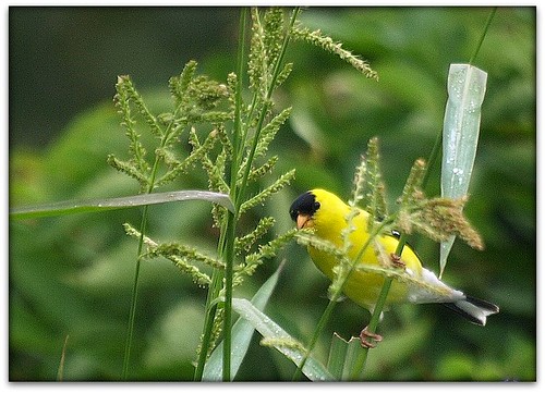 male goldfinch picnik americangoldfinch breedingcolors eatinggrassseeds