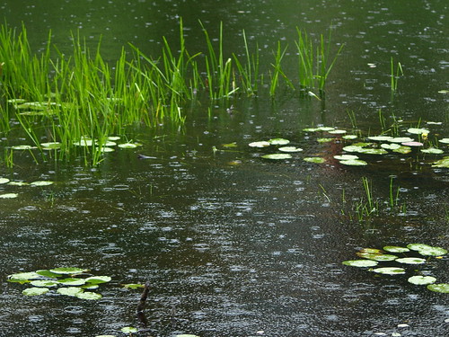 ny newyork green water rain pond upstate twig mountainview splash lilypad raindrop owlshead watergrass