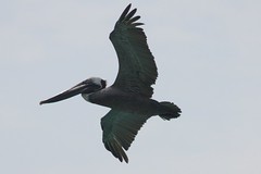 Brown Pelican, Aruba