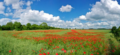 Panoramic Poppies
